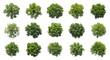 © CrossVictorPro - Top view of isolated trees on transparent background.