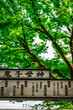 © JUN - 鬼子母神の緑