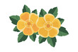 © Fakhar - A vibrant illustration of yellow flowers with green leaves on a white background
