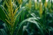 © Microstocke - Closeup of corn tassel with water droplets in a field after rain