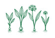 © Az to Design - Ramps Wild Leek Hand Drawn Sketch, Spring Foraging Harvest Vector Illustration Isolated