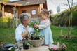 © Halfpoint - Senior grandmother with small granddaughter gardening during spring season.