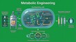 © Celestial Flora - A detailed infographic illustrating the process of metabolic engineering in Escherichia coli