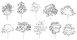 © Manon - Trees in elevation view for use in architectural drawings isolated on transparent background