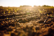 © maxbelchenko - Close-up of an agricultural field with fertile black soil at sunset. Brown soil with small green shoots. Concept of farming, agriculture, and gardening.