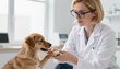 © Tati - Veterinarian in white coat examining a mixed-breed dog's paw during a calm clinic checkup