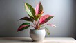 © Madara - Striking indoor plant with vibrant pink, green, and cream foliage