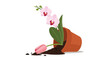 © Md - Tipped over terracotta flower pot lies on its side with spilled soil and a broken tulip while a pink orchid remains inside.