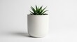 © Restu - Green succulent plant in white ceramic pot against a plain white backdrop