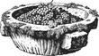 © Purple_Lamp - Large rustic wooden bowl filled with ripe grapes and grapevine leaves, vintage fruit harvest illustration