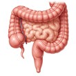 © SSS Studio - Anatomical Illustration of Human Intestines, Colon and Small Bowel on White Background