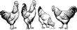© Arishfa - Hand drawn rooster and hen silhouette set with minimalist poultry farm bird icons for livestock branding vector