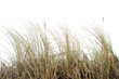 © busurman - Natural real coastal dune grass growing in sandy environment, isolated on transparent background. Wild beach vegetation with thin dry blades shaped by wind, suitable for nature design.