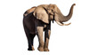 © Maria - Majestic African elephant with raised trunk tusks and wrinkled skin, isolated on transparent background
