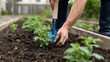 © Iva - Hands planting young vegetable seedling in garden soil with small shovel, close-up gardening concept