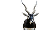© anum - Blackbuck antelope with spiral horns, majestic male Indian antelope portrait, wild buck with black and white facial markings, exotic wildlife photography isolated PNG with Transparent Background