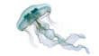© Lena - Translucent blue jellyfish with fringed tentacles floating gently