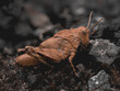 © Mike - Makroaufnahme einer perfekt getarnten Dornschrecke (Tetrix sp.) auf bemoostem Waldboden