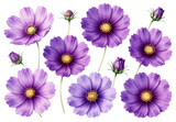 Collection of purple cosmos flowers and buds isolated on black background