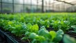 © NAILA - Large industrial greenhouse with fresh natural plants. Concept of growing healthy food, diet, vegetarianism and technology.