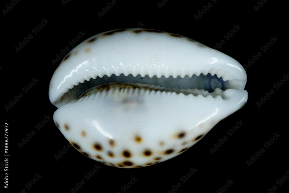 Cowry Shell Teeth Tiger Cowrie, scientifically known as Cypraea tigris with its unique ...
