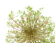 © Tamara Kulikova - Flora of Gran Canaria -  Daucus carota, wild carrot starting to flower