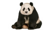 © PROSTOCK - Fluffy giant panda bear sitting, isolated on transparent background