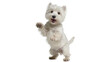 © PROSTOCK - Playful West Highland White Terrier dog standing on hind legs, isolated on transparent background