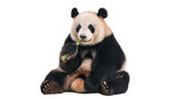 Fluffy giant panda eating green bamboo stalk, isolated on transparent background