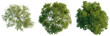 © NguyenDuc - Collection of three different Sessile Oak trees (Quercus petraea) plan view isolated on black.