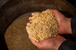 © Marina - Hands holding crushed grain feed mixture over a large metal container, showing prepared livestock feed in farm conditions.