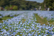 © 浩次 三澤 - 春風に揺れるネモフィラの花畑と奥行き