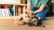 © ximich_natali - Dog enjoying pet from owner hand on carpet. Adorable terrier dog relaxing on a natural fiber carpet, receiving gentle pets from its owner's hand in a cozy home
