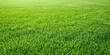 © NovaVision - Vibrant green grass field stretching into the distance under soft sunlight
