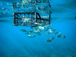 © Mediterranean sea - Plastic box in underwater, Environmental pollution problem plastic bottle in sea, Plastic rubbish garbage pollution in ocean, Plastic Bag floating underwater in Mediterranean sea.