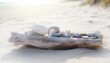 © Dimas - Beach stones and seashells artfully arranged on weathered driftwood along a serene sandy shore under soft sunlight