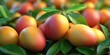 © Ilja - Vibrant Ripe Mangoes Displayed Beautifully, Showcasing Their Sweetness and Luscious Texture.