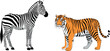© ALOMGIR - Realistic zebra and tiger illustration set with detailed striped wildlife animals for safari nature design and educational use