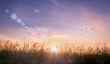 © Choat - Beautiful panoramic view of sunrise over grass meadow field with flying birds under a radiant golden sky background