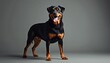 © Pete - Large Rottweiler dog stands confidently in studio. This powerful canine has friendly eyes and an open mouth, looking directly at the camera. Clean gray background offers ample copy space.