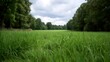 © Thares2020 - An eye level perspective of a lush vibrant green field bordered by dense woodland under a soft cloudy sky