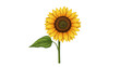 ©  Kid_ Magic - Vibrant sunflower, bright yellow petals, green stem, single flower, floral icon isolated on Transparent Background