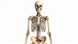 © Aouni - 'Depict a full upright human skeleton against a plain white background, symbolizing anatomy, structure, and the framework of the human body in a clear educational style.'