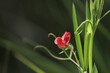 © Diego Cano Cabanes - Flor de arveja silvestre roja con zarcillos sobre fondo verde desenfocado en el barranco de la Encantada, Beniarrés, España