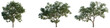© DH Tree Stock - Diospyros kaki tree, elevation, front view, cutout, transparent background, isolate, Detailed Green Tree Branch with Lush Foliage, Perfect for Natural Themes and Botanical Designs