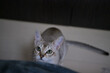 © Keiko Akutsu - ベッドの下から獲物を狙っているシンガプーラの子猫