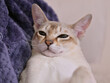 © Keiko Akutsu - 飼い主に抱かれてリラックスした表情の若いシンガプーラ猫