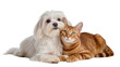 © Bogdan - Fluffy white Maltese dog and orange tabby cat resting together, isolated on transparent background