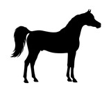 Silhouette of a majestic Arabian horse standing from a side profile view