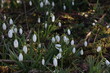 © leomalsam - Snowdrops bloom in the forest in spring